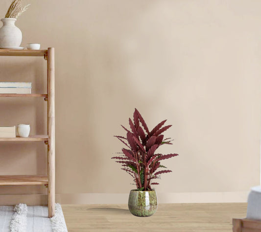 Calathea rufibarba- Velvet Calathea