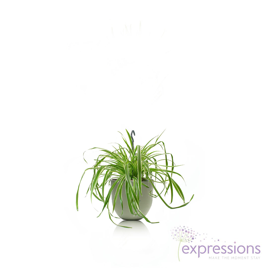 Chlorophytum atlantic - air-purifying spider plant