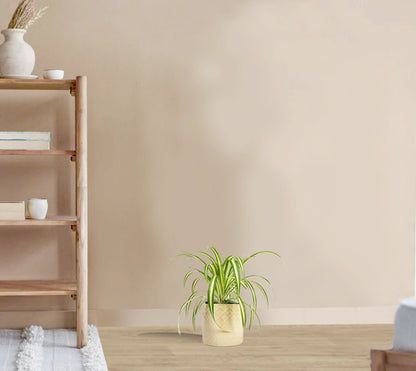 Chlorophytum atlantic - air-purifying spider plant