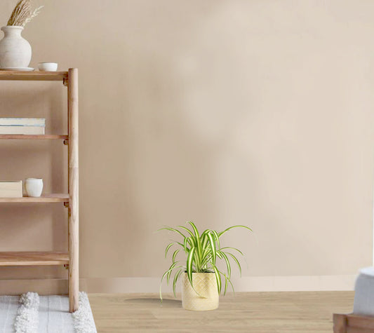 Chlorophytum atlantic - air-purifying spider plant