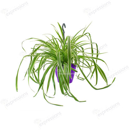 Chlorophytum atlantic - air-purifying spider plant