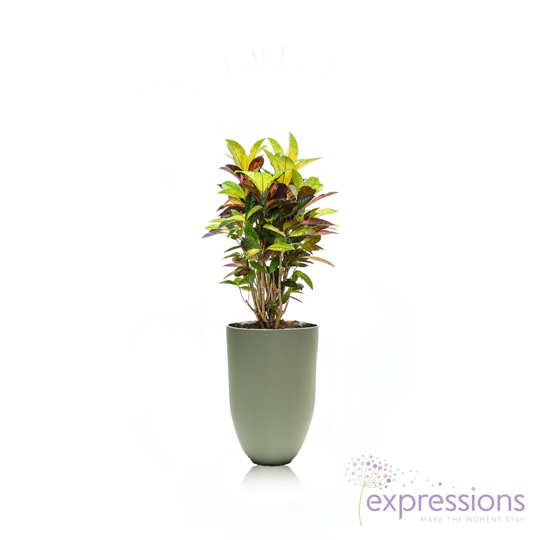 Codieaum Mrs. Iceton