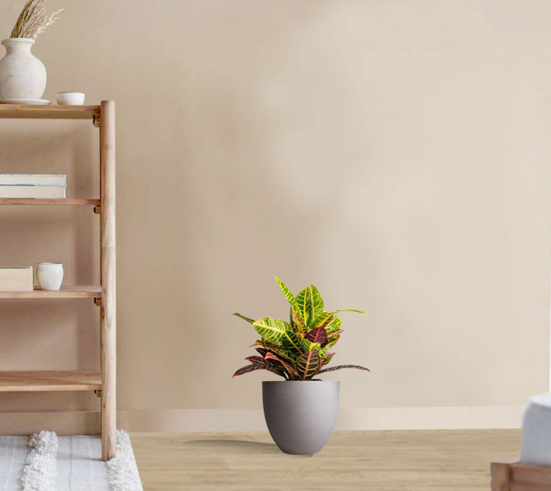 Codieaum Mrs. Iceton