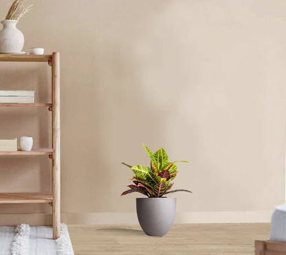 Codieaum Mrs. Iceton