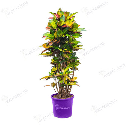 Codieaum Mrs. Iceton