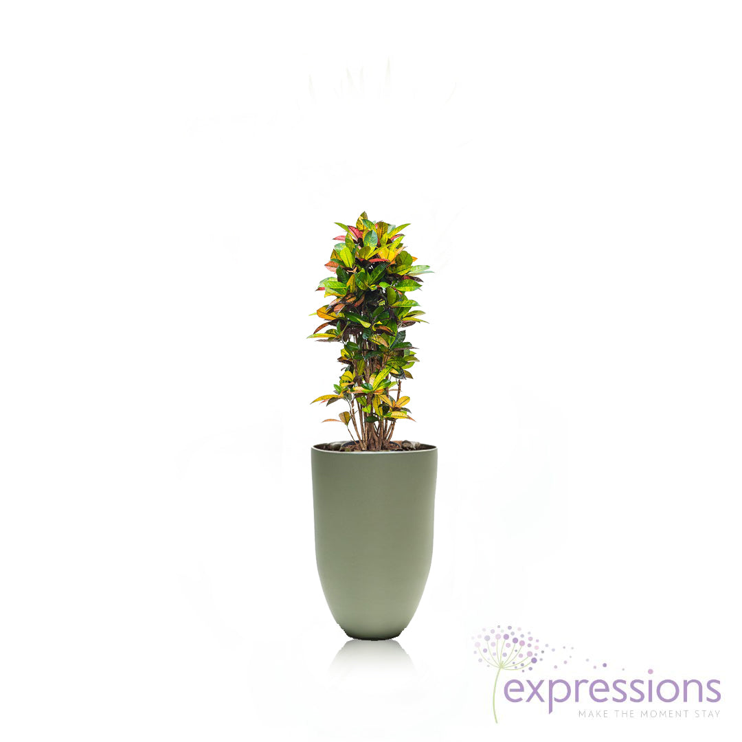 Codieaum Mrs. Iceton