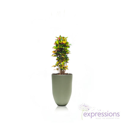 Codieaum Mrs. Iceton