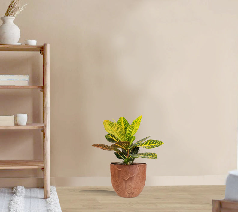 Codieaum Mrs. Iceton