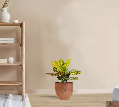 Codieaum Mrs. Iceton