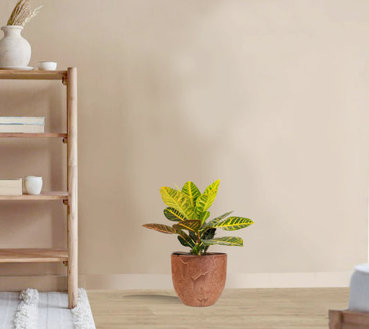 Codieaum Mrs. Iceton