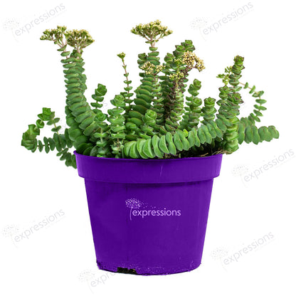 Jade Plant -   Crassula marneriana - Worm Plant- Baby JadeNecklace