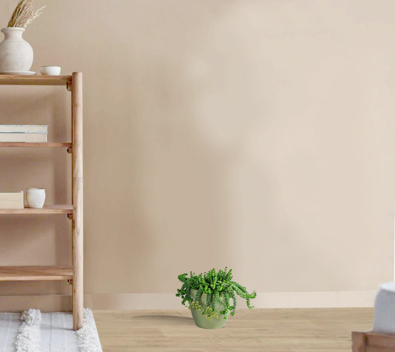 Jade Plant -   Crassula marneriana - Worm Plant- Baby JadeNecklace