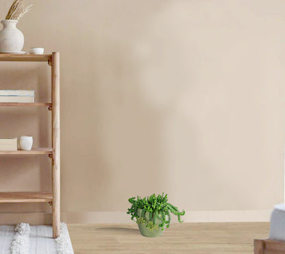 Jade Plant -   Crassula marneriana - Worm Plant- Baby JadeNecklace