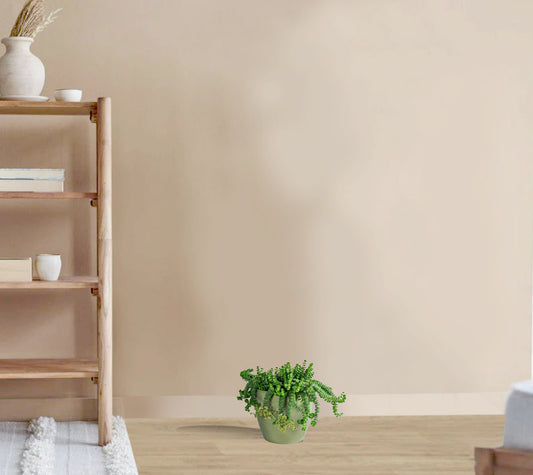 Jade Plant -   Crassula marneriana - Worm Plant- Baby JadeNecklace