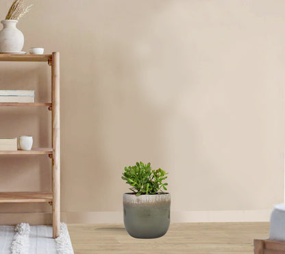 Crassula Ovata Gollum