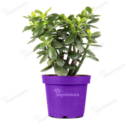 Jade Plant -  Crassula magical tree