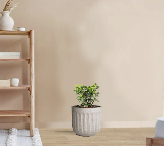 Jade Plant -  Crassula magical tree