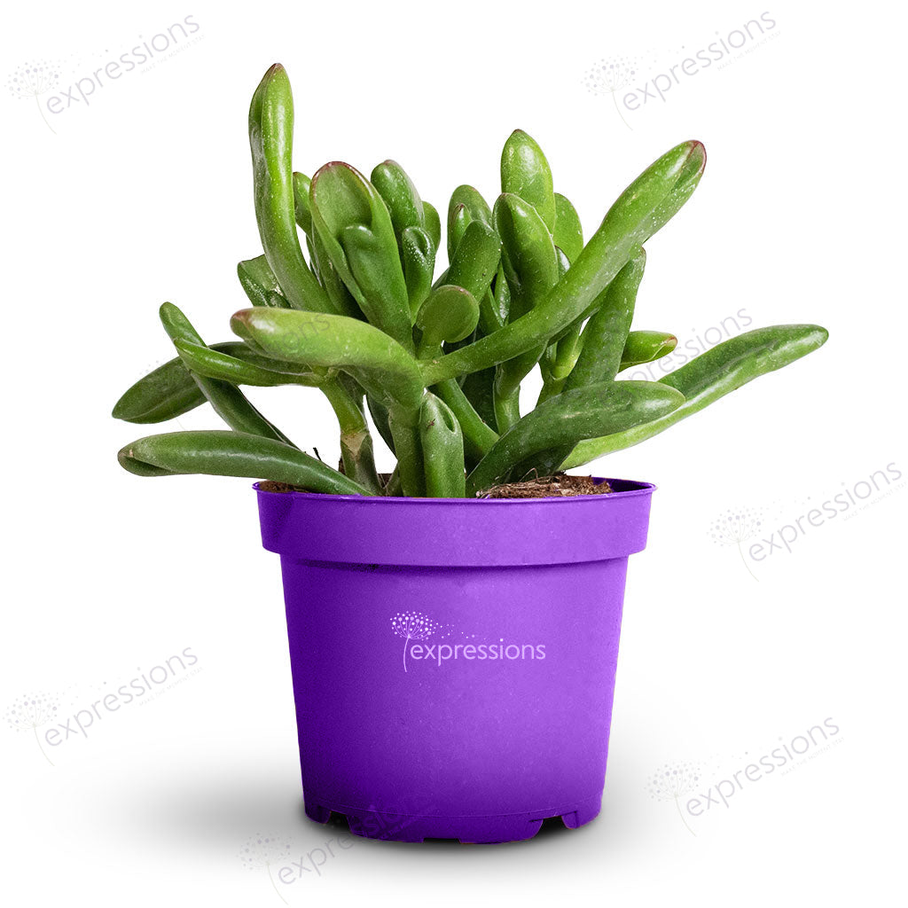 Crassula Ovata Gollum