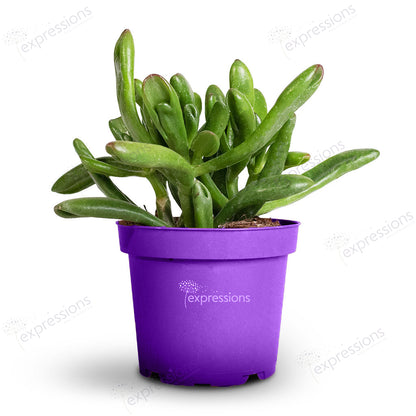 Crassula Ovata Gollum