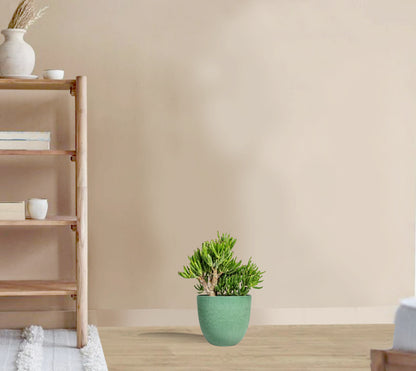 Crassula Ovata Gollum