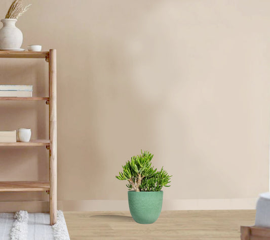 Crassula Ovata Gollum