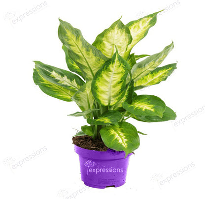 Dieffenbachia Camiila