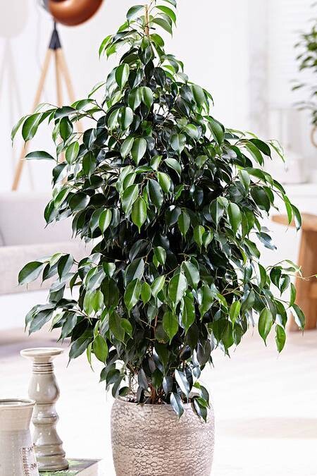 Ficus Benjamina Midnight Lady