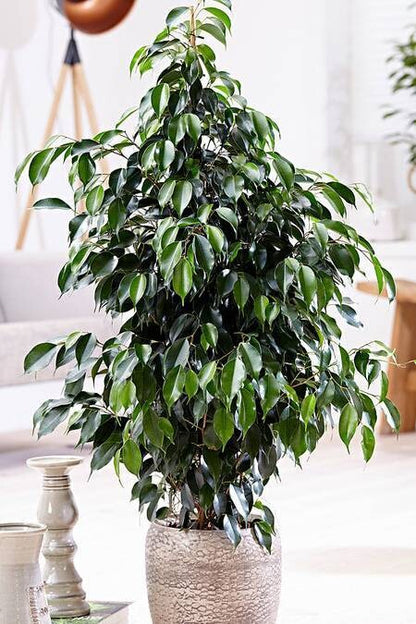Ficus Benjamina Midnight Lady