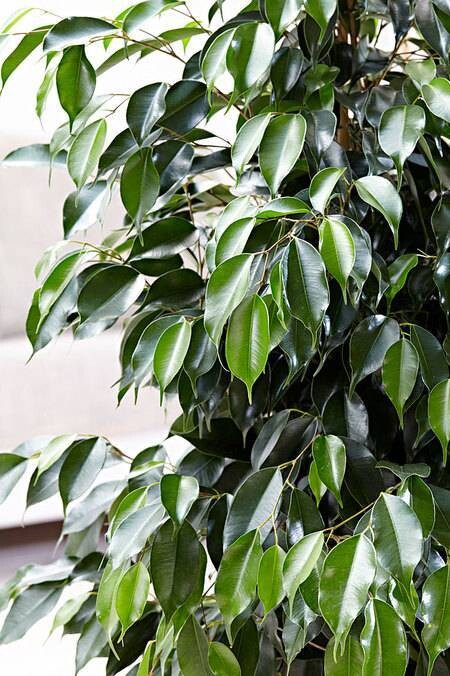 Ficus Benjamina Midnight Lady