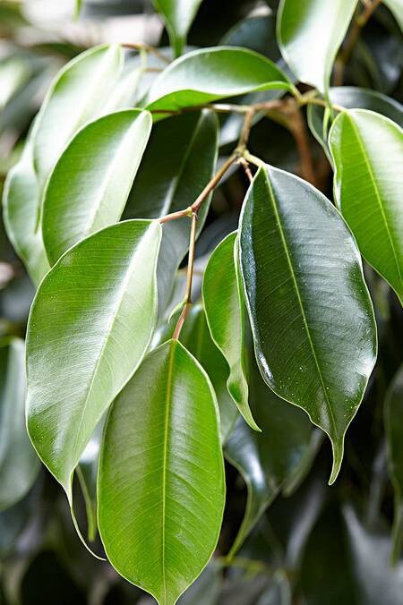 Ficus Benjamina Midnight Lady