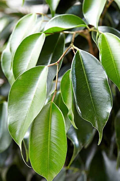 Ficus Benjamina Midnight Lady