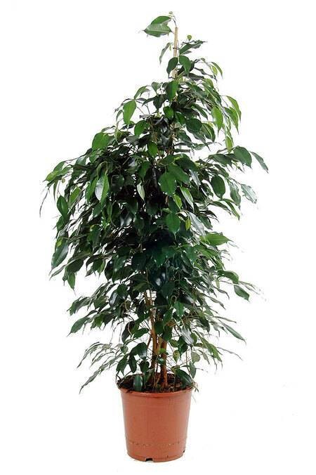 Ficus Benjamina Midnight Lady