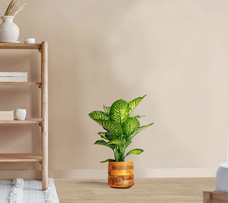 Dieffenbachia tropic snow