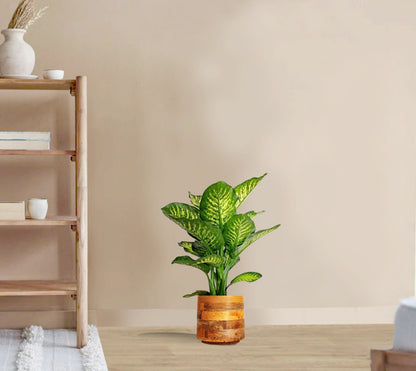 Dieffenbachia tropic snow