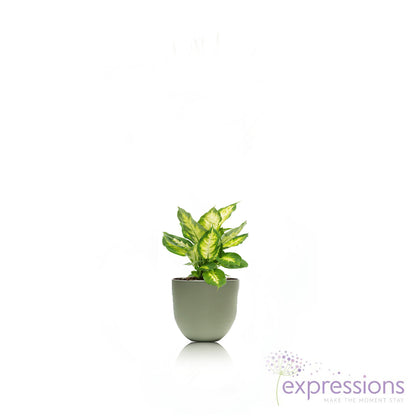 Dieffenbachia Camiila