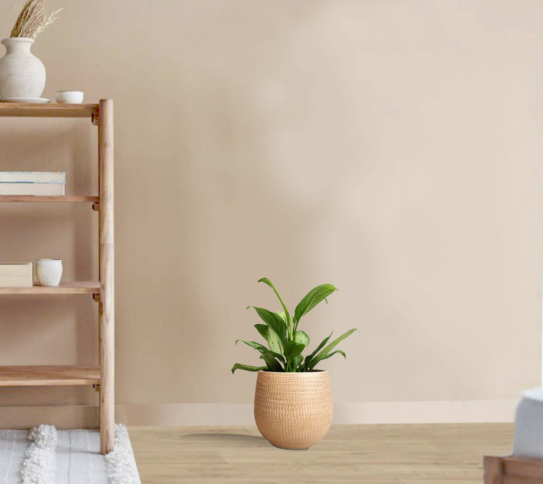 Aglaonema Silver Bay