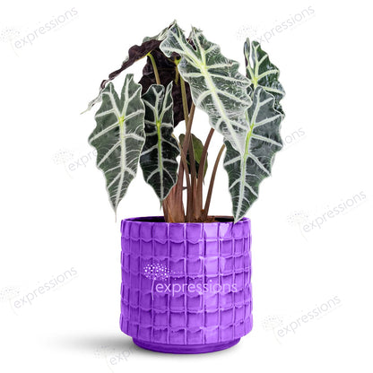 Alocasia polly