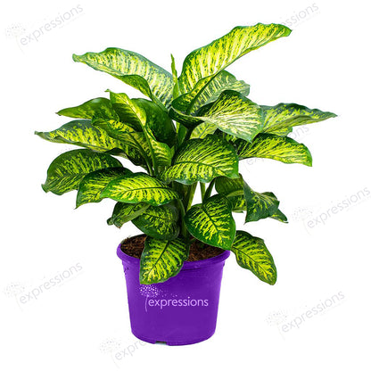 Dieffenbachia Camiila