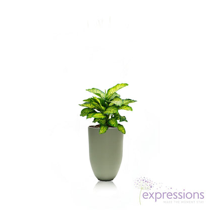 Dieffenbachia Camiila