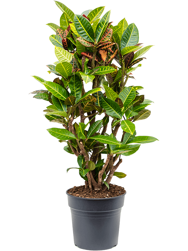 Croton Petra Branched