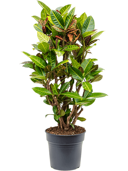 Croton Petra Branched