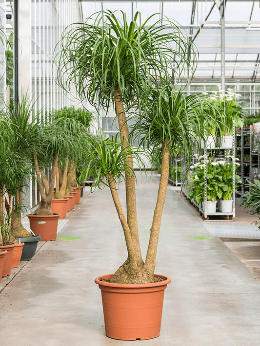 Nolina Recurvata Branched