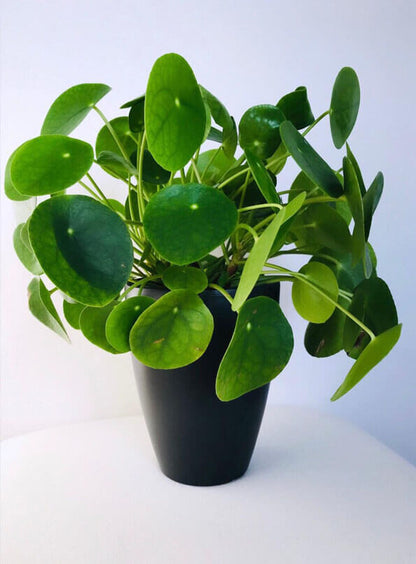 Pilea peperomioides - Chinese Money Plant