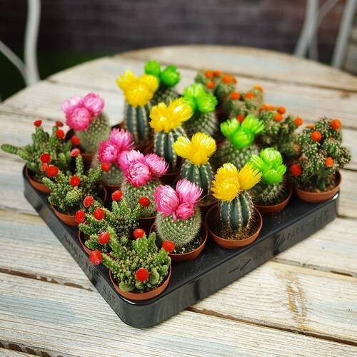 Cactus mix with dry flowers