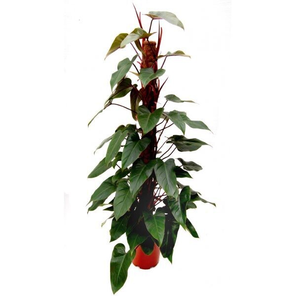 Philodendron Red Emerald