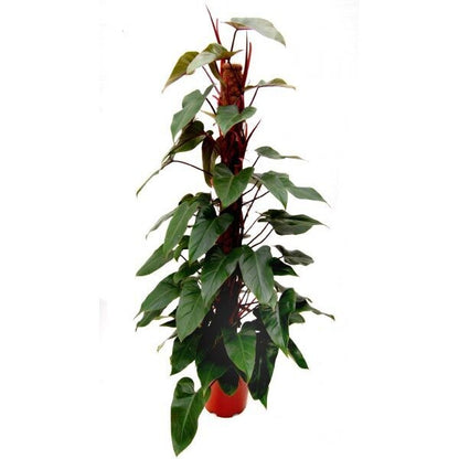 Philodendron Red Emerald