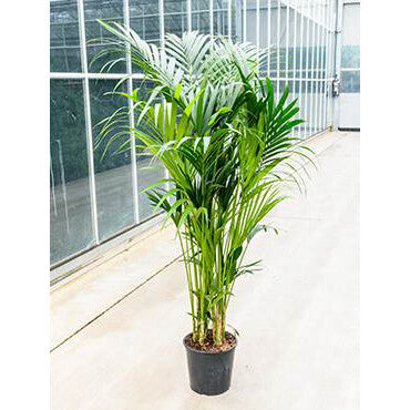 Kentia / Howea Palm