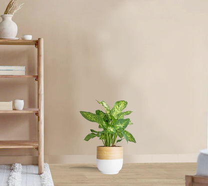 Dieffenbachia tropic snow