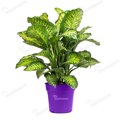Dieffenbachia tropic snow