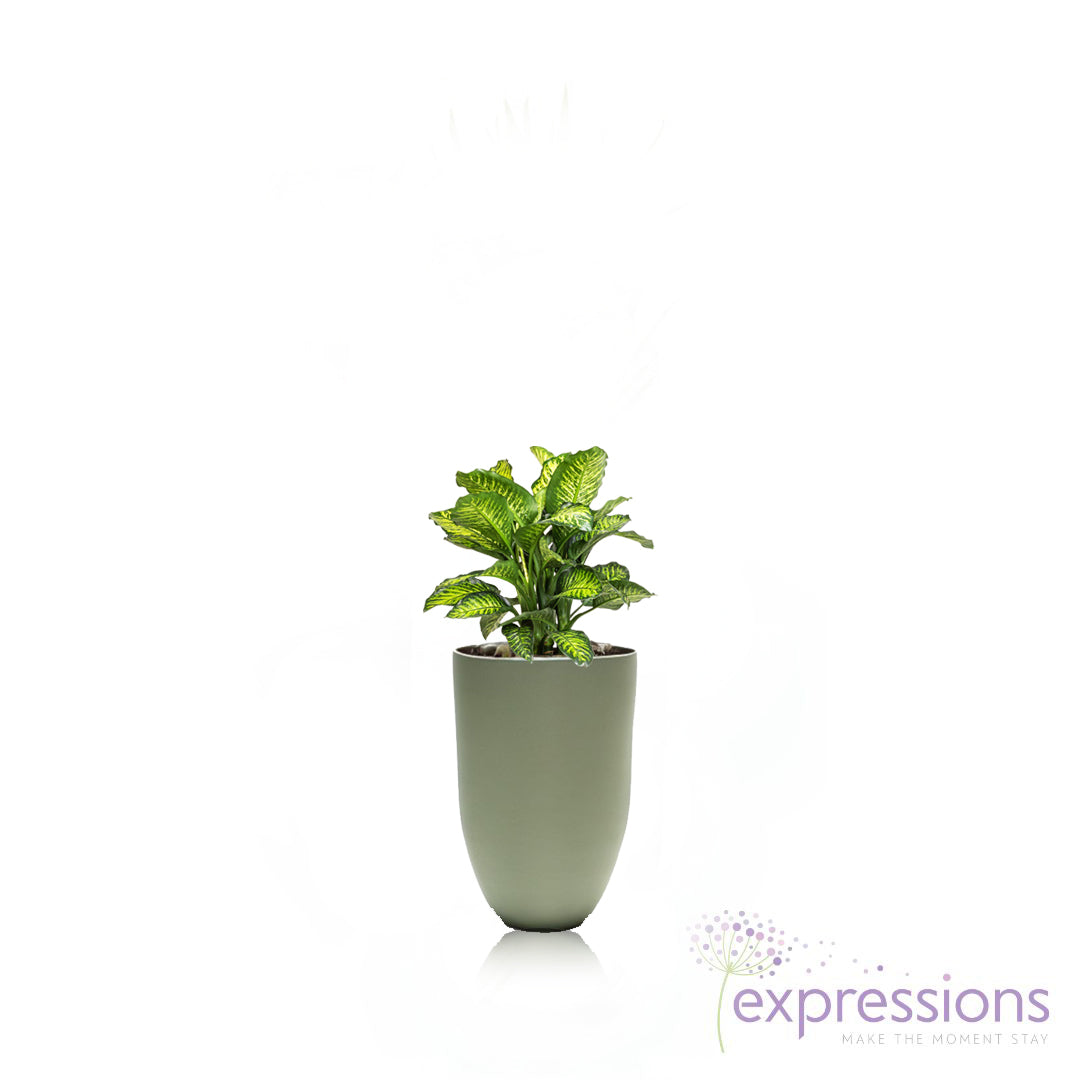 Dieffenbachia tropic snow